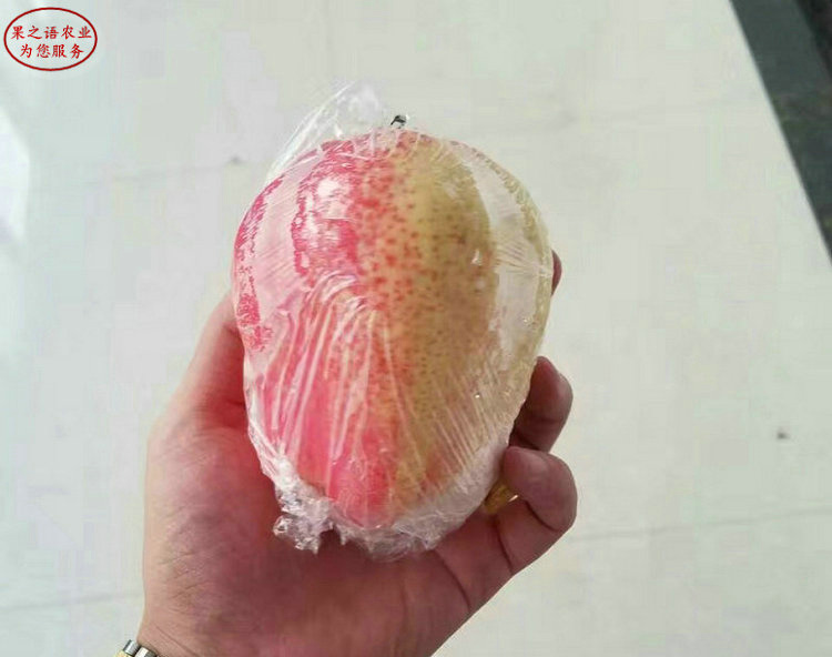 内蒙古包头喜水梨苗如何挑选