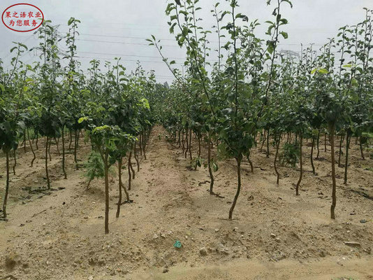 福建福州红月梨树苗技术指导