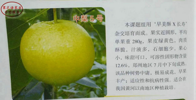 内蒙古呼和浩特白梨树苗厂家