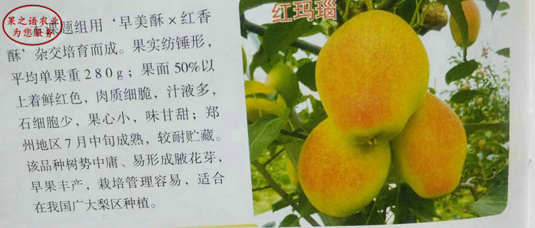 内蒙古呼和浩特白梨树苗厂家