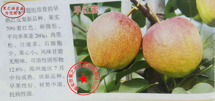 新疆喀什金二十世纪梨苗如何挑选