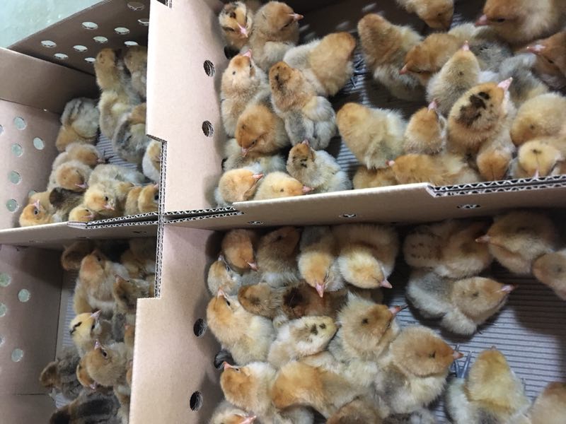 江津乌皮土鸡苗最近养殖行情 乌皮土鸡苗成活率高  乌皮土鸡苗养殖  乌皮土鸡行情  乌皮土鸡苗市场
