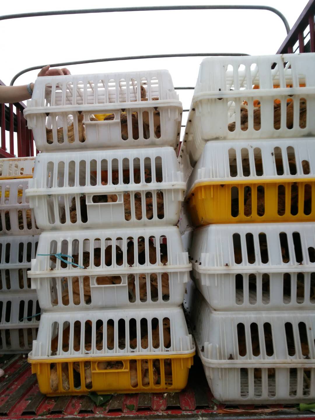 江津乌皮土鸡苗最近养殖行情 乌皮土鸡苗成活率高  乌皮土鸡苗养殖  乌皮土鸡行情  乌皮土鸡苗市场
