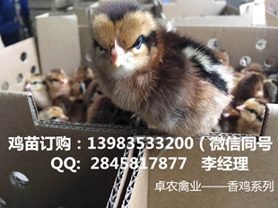 达州养殖黑瑶鸡苗的市场越来越好，市场前景高  黑瑶鸡苗价格  黑瑶鸡市场  优质黑瑶鸡价格