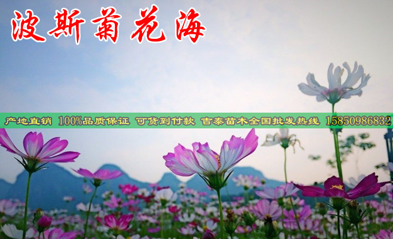 景观花海批发-温州新闻