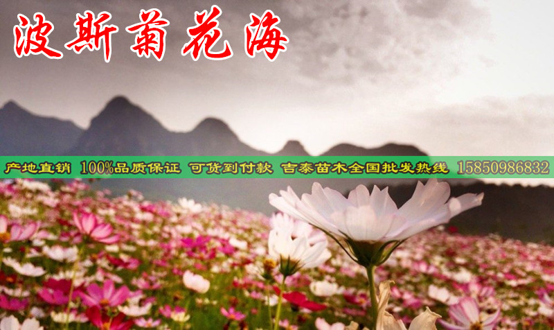 高羊茅种子厂家批发-肇庆新闻