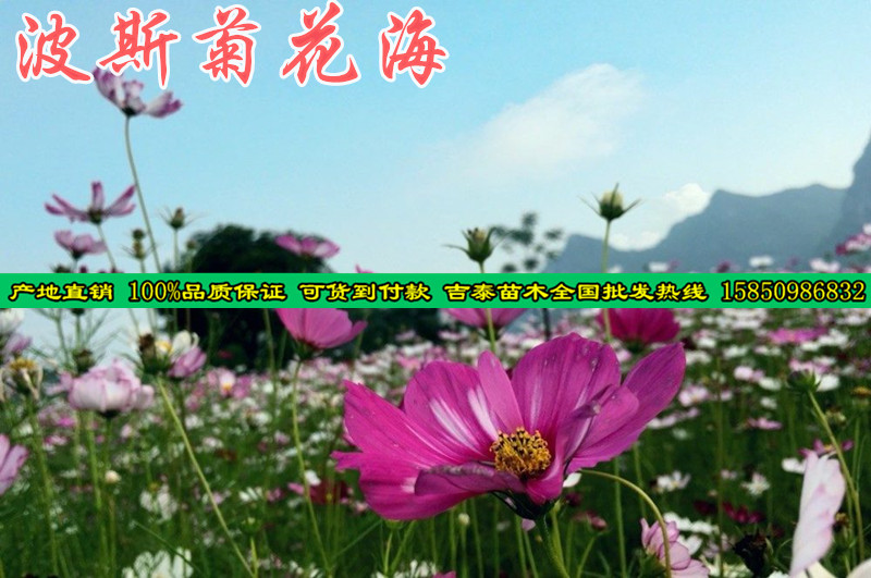 波斯菊种子播种方法-贵阳新闻