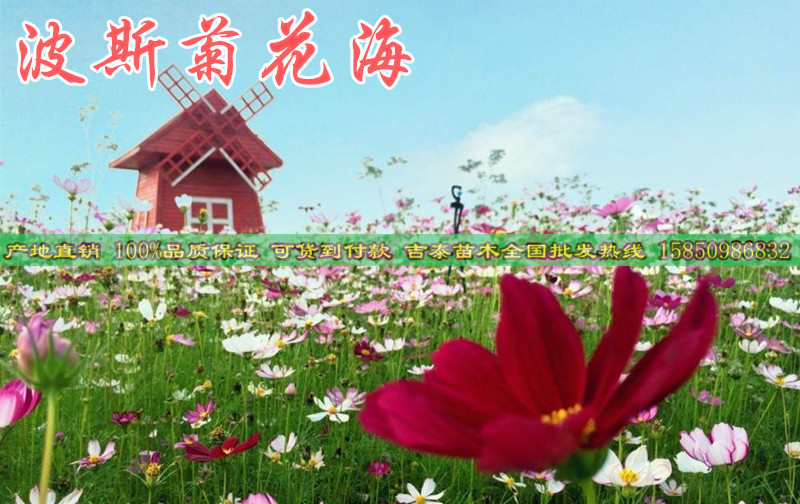 百日菊种子行情走势-宜宾新闻&nbsp;&nbsp;四季百日菊种子