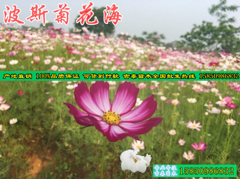 蓝香芥种子播种方法-阳泉新闻