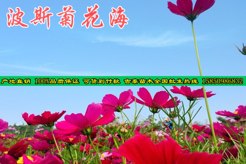 波斯菊种子播种方法-贵阳新闻