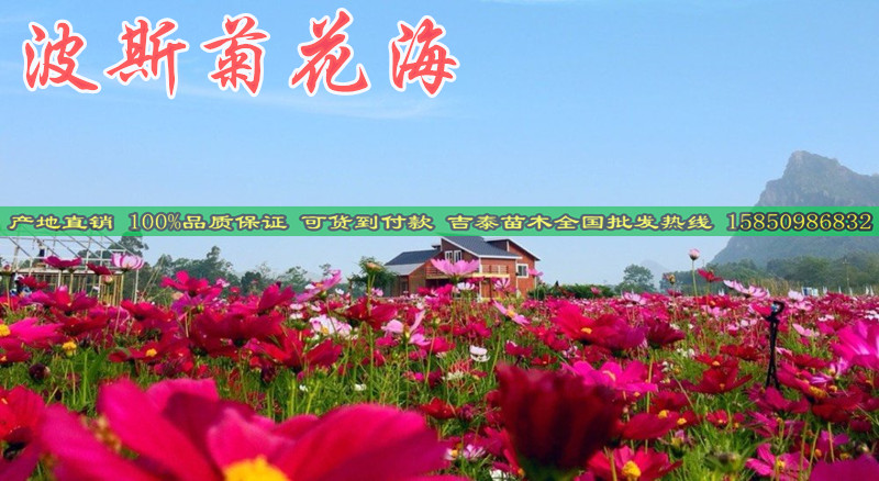 波斯菊种子播种方法-贵阳新闻
