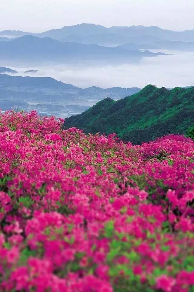 波斯菊种子播种方法-贵阳新闻