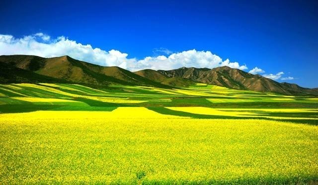 波斯菊种子播种方法-贵阳新闻