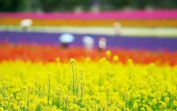 波斯菊种子播种方法-贵阳新闻&nbsp;&nbsp;四季波斯菊种子