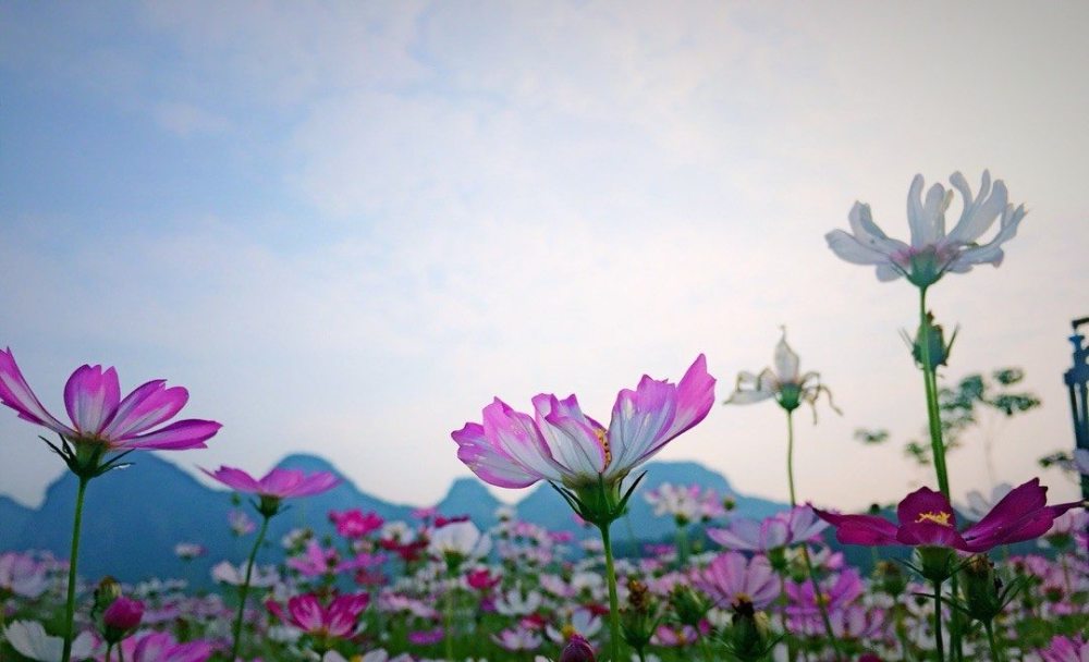 波斯菊种子播种方法-贵阳新闻&nbsp;&nbsp;四季波斯菊种子