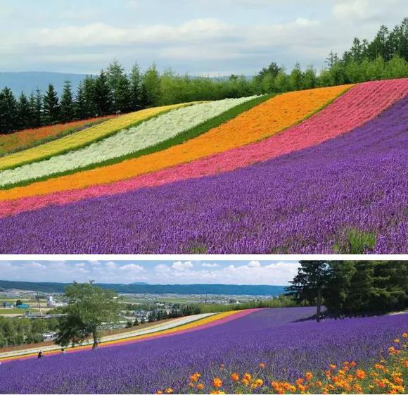 花海设计价格-阳泉新闻&nbsp;&nbsp;四季花海设计