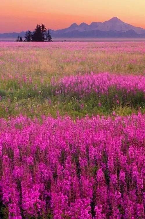 花海设计价格-阳泉新闻