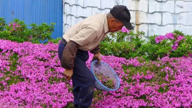 松果菊种子报价-宜昌新闻