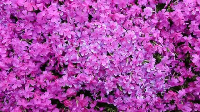 金鸡菊种子近期行情-阜阳新闻