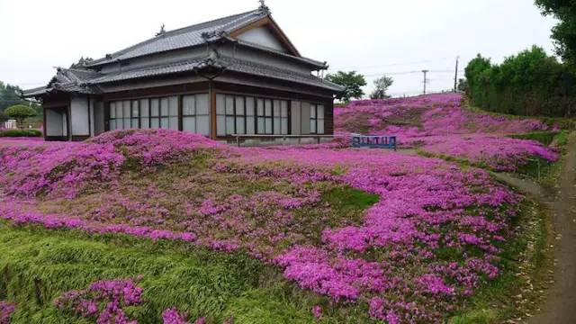 波斯菊种子播种方法-贵阳新闻