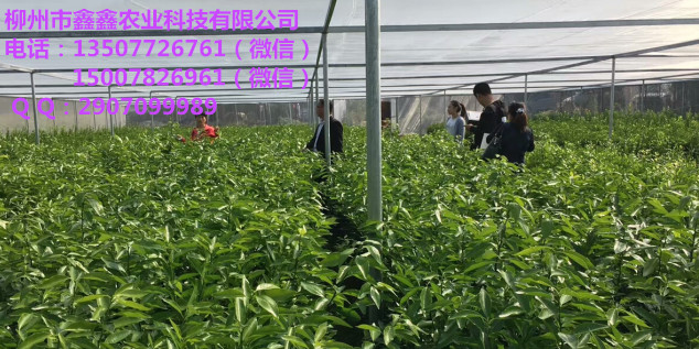 文山明日见苗出售 茂谷柑苗 沙糖桔苗 红心柚苗