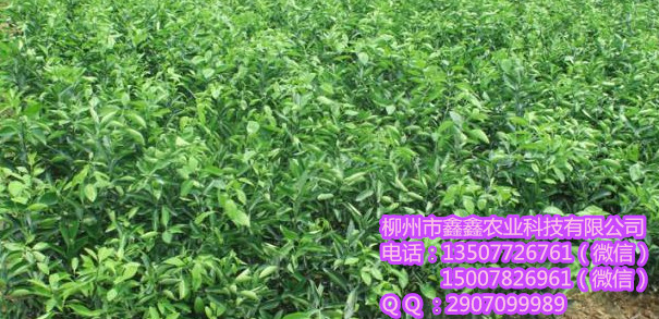 玉溪橘子树大量批发&橘子树哪里有卖啊？&nbsp;&nbsp;茂谷柑苗&nbsp;&nbsp;沙糖桔苗&nbsp;&nbsp;青皮蜜橘苗