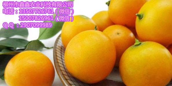 玉溪金秋早熟砂糖橘苗批发&nbsp;&nbsp;青龙桔苗&nbsp;&nbsp;三红蜜柚苗&nbsp;&nbsp;南瓜橘苗