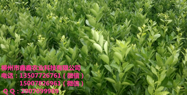 玉溪金秋早熟砂糖桔果树苗价格多少钱一棵？&nbsp;&nbsp;青皮蜜橘苗&nbsp;&nbsp;三红蜜柚苗&nbsp;&nbsp;青龙桔苗