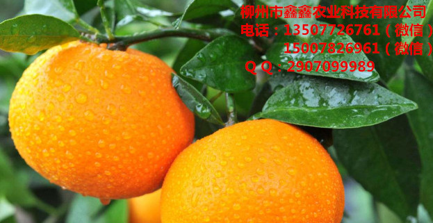 迪庆哪里有四-川柑橘树苗卖啊？&nbsp;&nbsp;青皮蜜橘苗&nbsp;&nbsp;三红蜜柚苗&nbsp;&nbsp;贡柑苗