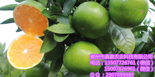 迪庆大量金秋早熟沙糖桔苗&nbsp;&nbsp;茂谷柑苗&nbsp;&nbsp;三红蜜柚苗&nbsp;&nbsp;红心柚苗