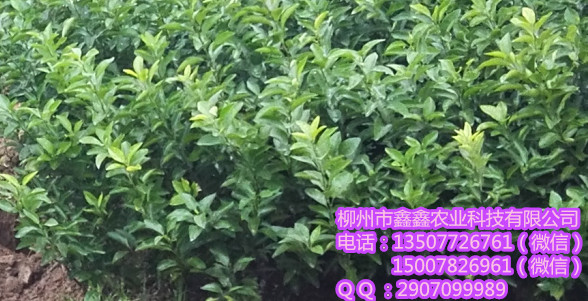 文山哪里有柑橘营养钵苗出售呢？&nbsp;&nbsp;茂谷柑苗&nbsp;&nbsp;三红蜜柚苗&nbsp;&nbsp;红心柚苗