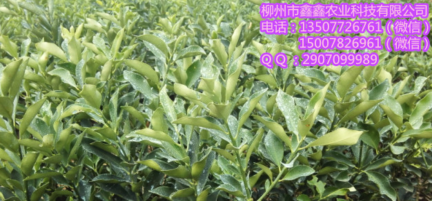 玉溪血橙苗出售&nbsp;&nbsp;三红蜜柚苗&nbsp;&nbsp;南瓜橘苗