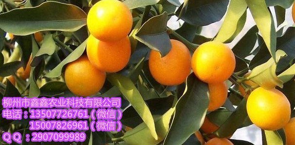 迪庆贡柑苗价格多少钱? 茂谷柑苗 三红蜜柚苗 红心柚苗
