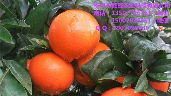 防城港防城港香橙砧木的沃柑苗&nbsp;&nbsp;茂谷柑苗&nbsp;&nbsp;三红蜜柚苗&nbsp;&nbsp;红心柚苗