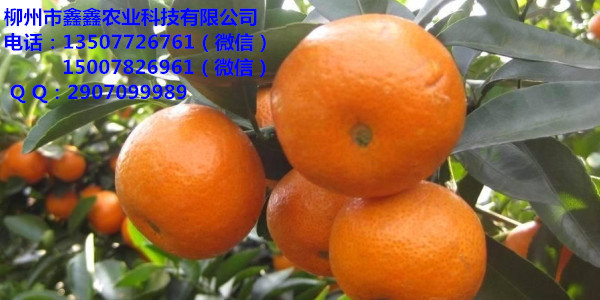 玉溪大量营养杯沃柑苗批发&nbsp;&nbsp;茂谷柑苗&nbsp;&nbsp;三红蜜柚苗&nbsp;&nbsp;红心柚苗