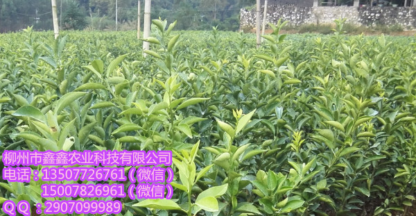 文山果树苗大棚基地&nbsp;&nbsp;茂谷柑苗&nbsp;&nbsp;三红蜜柚苗&nbsp;&nbsp;红心柚苗