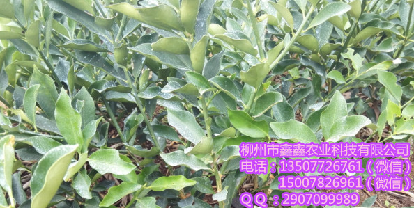 迪庆网上买果树苗靠谱吗? 青龙桔苗 三红蜜柚苗 红心柚苗
