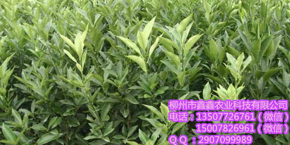 迪庆供应果树小苗&nbsp;&nbsp;茂谷柑苗&nbsp;&nbsp;三红蜜柚苗&nbsp;&nbsp;南瓜橘苗