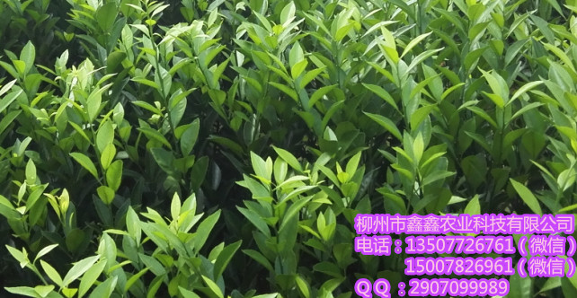 曲靖清香密桔苗多少钱一棵&nbsp;&nbsp;沙糖桔苗&nbsp;&nbsp;脐橙苗价格&nbsp;&nbsp;茂谷柑苗