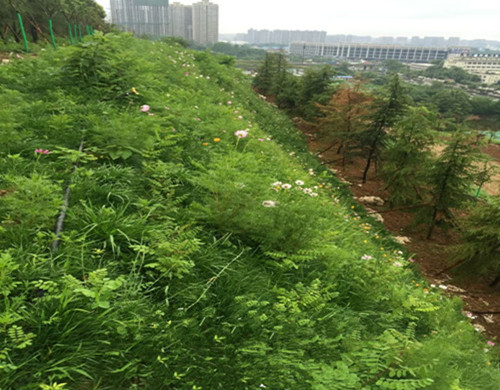 昆明高速路基边坡防护工程专用草籽低成本发售  路基边坡绿化  边坡防护植草施工  边坡专用草籽草种