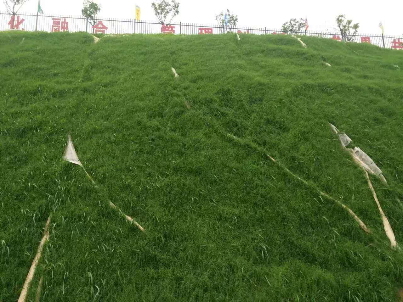 边坡复绿专用草种灌木种子大理州低价大甩卖  边坡复绿植草施工  生态复绿草灌种子  低价出售护坡草种