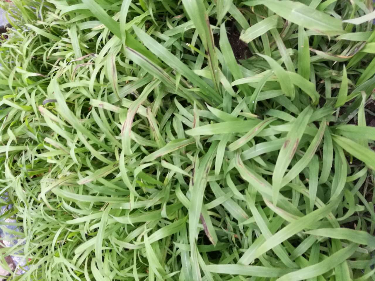 云南大理边坡复绿草种选择厂家供货  护坡专用草籽  固土草种资材