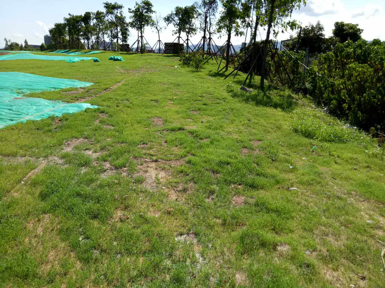 云南大理边坡复绿草种选择厂家供货  护坡专用草籽  固土草种资材