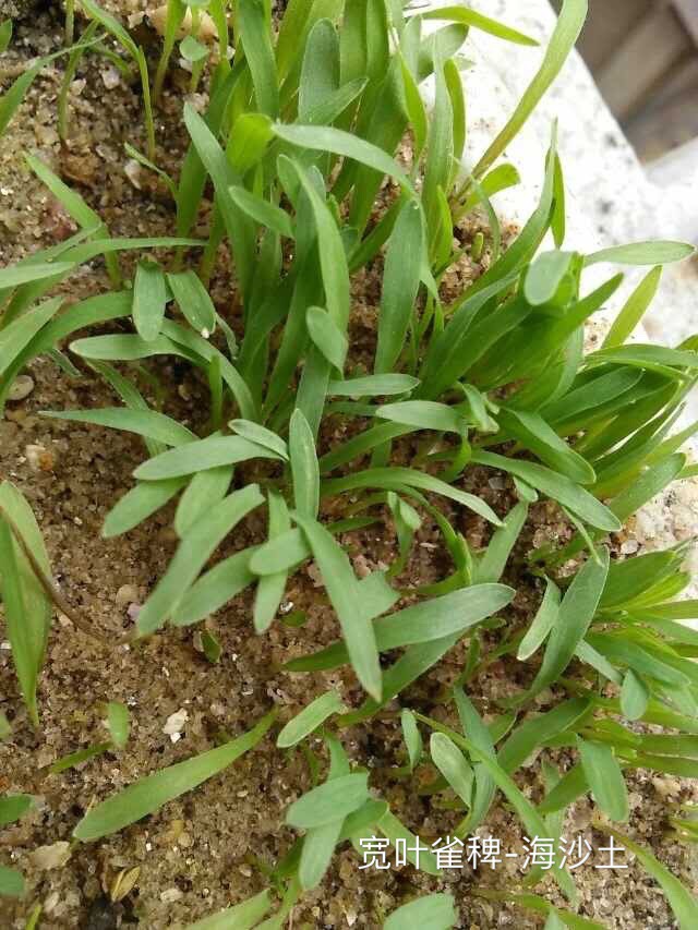 云南省昭通市专业出售优质稳固边坡防护草灌种籽  草灌混播效果  边坡绿化植草  护坡草种有哪些