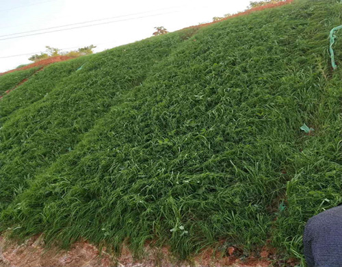 云南大理州专业提供边坡复绿植草施工用草  边坡专用草籽  生态修复草种  复绿施工植草