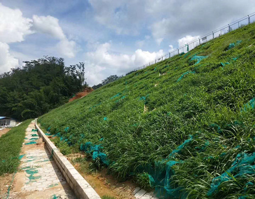 昆明市专业提供固土护坡防护草灌种子效果好  固土护坡草种  边坡防护植草  稳固边坡植被护坡