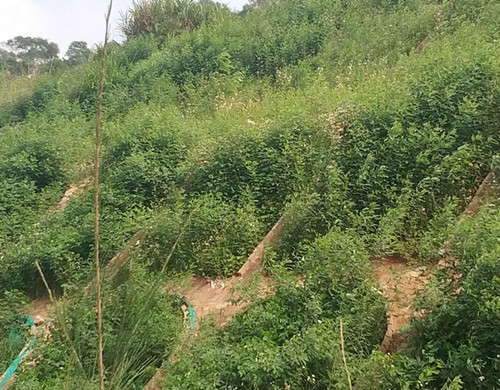 昆明市专业提供固土护坡防护草灌种子效果好  固土护坡草种  边坡防护植草  稳固边坡植被护坡