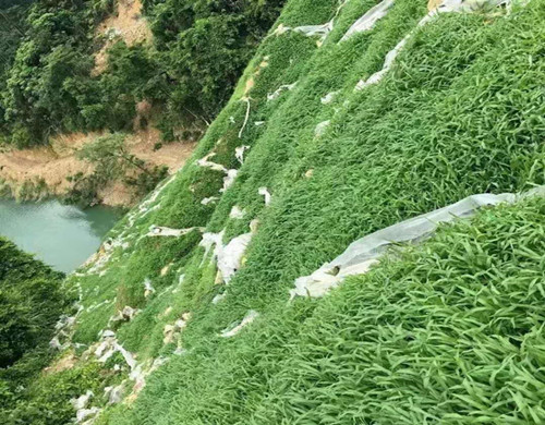 昆明市禄劝县护坡专用草籽厂家热销  昆明边坡复绿  稳固边坡绿化  固土护坡防护植草