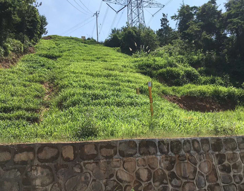 绿化护坡常用哪些草种昆明供货商批发  固土护坡草种籽  稳固边坡资材  绿化护坡草种供应