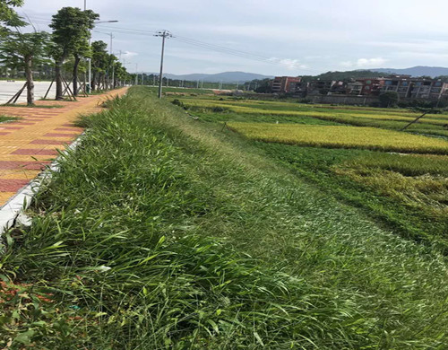 绿化护坡常用哪些草种昆明供货商批发  固土护坡草种籽  稳固边坡资材  绿化护坡草种供应